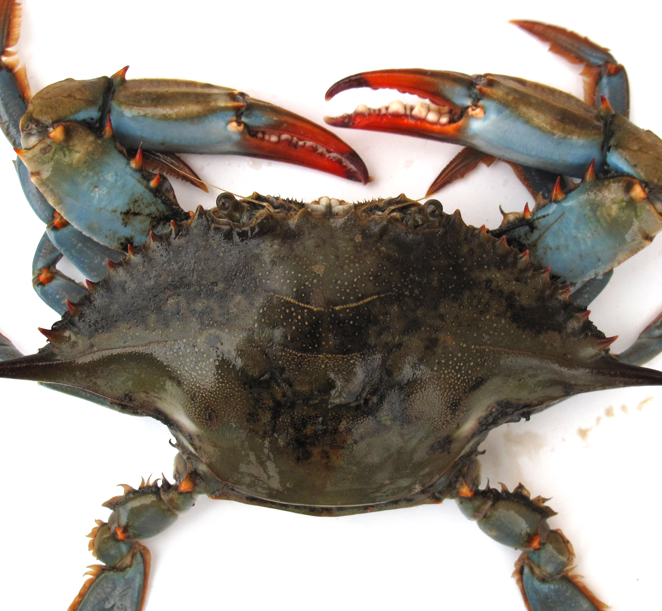 blue-crab-photo1-l-2