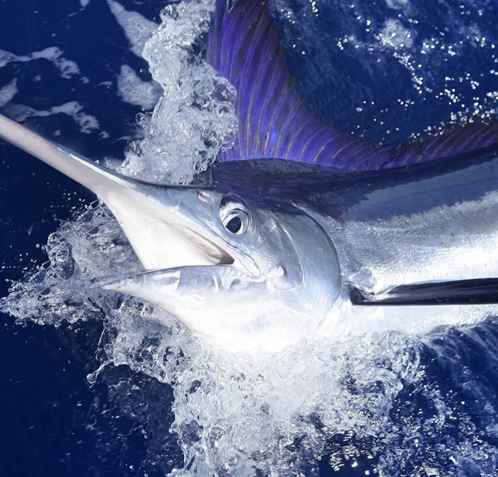 blue-marlin-closeup_3x2.jpg-2