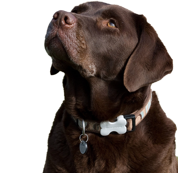 labrador-dog-labrador-retriever-chocolate-preview-3